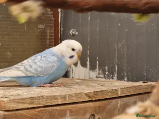 Budgerigars birds 2x blue budgies available - Advert 1