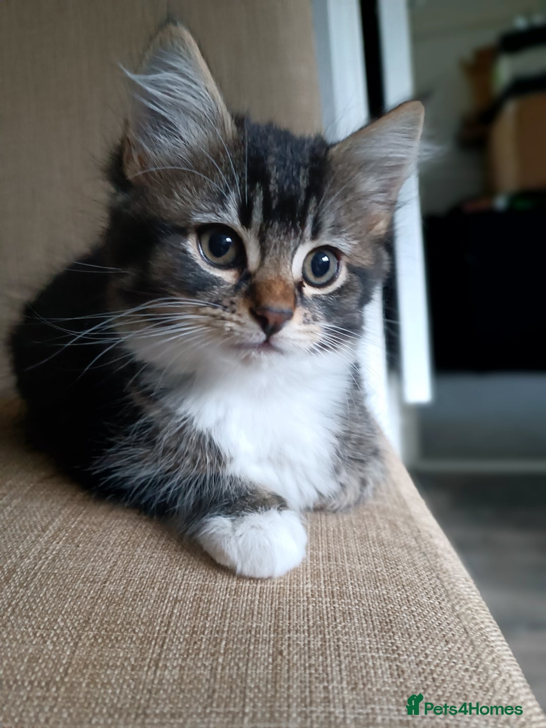European cats for sale: Kittens looking for homes - Image 8
