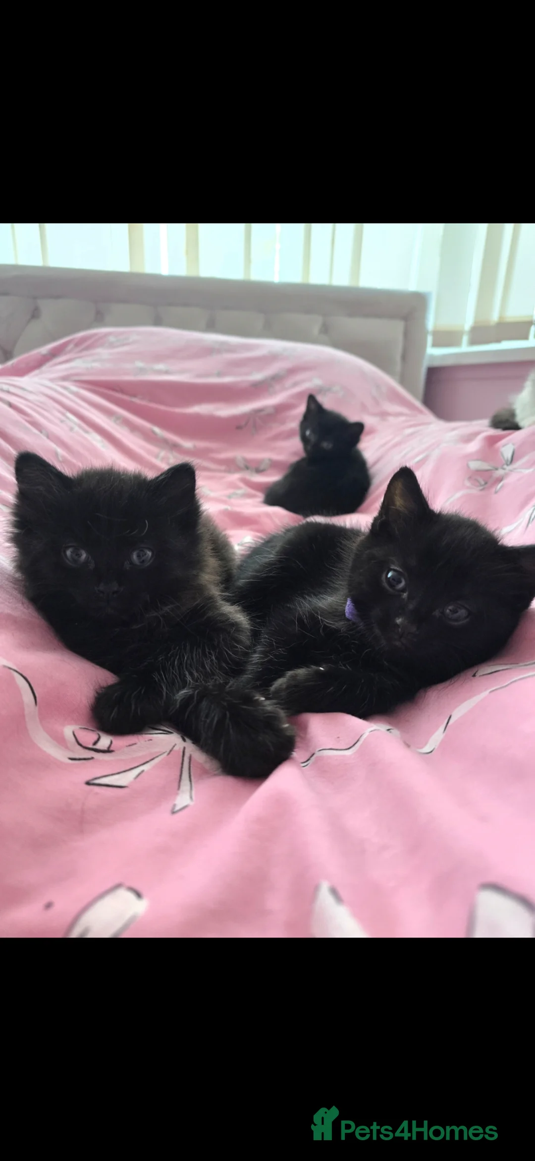Mixed Breed cats for sale: 3 females left  - Advert 1