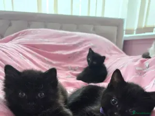 Mixed Breed cats 3 females left - Advert 2