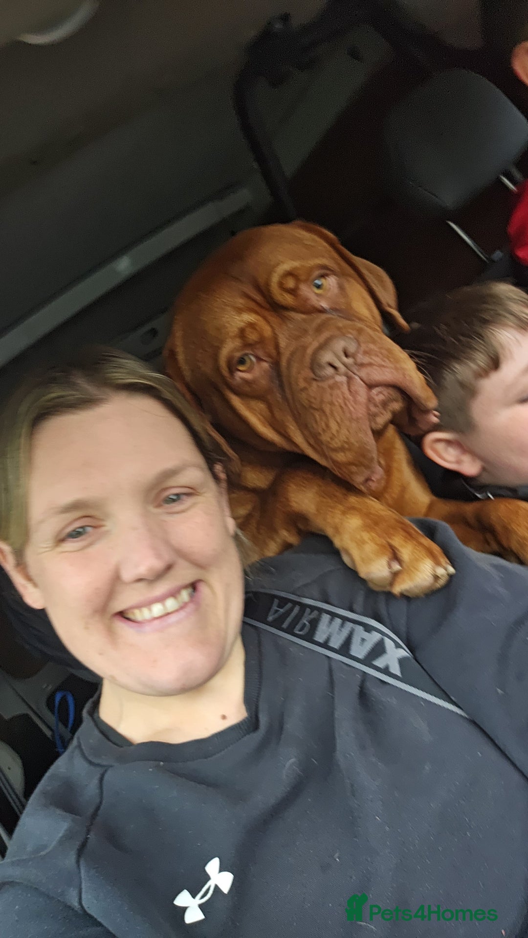 Dogue De Bordeaux dogs for sale: Buddy  - Advert 2