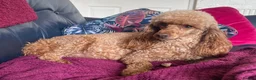 Miniature Poodle dogs for stud: KCd Red Miniature poodle standing at stud  - Advert 7