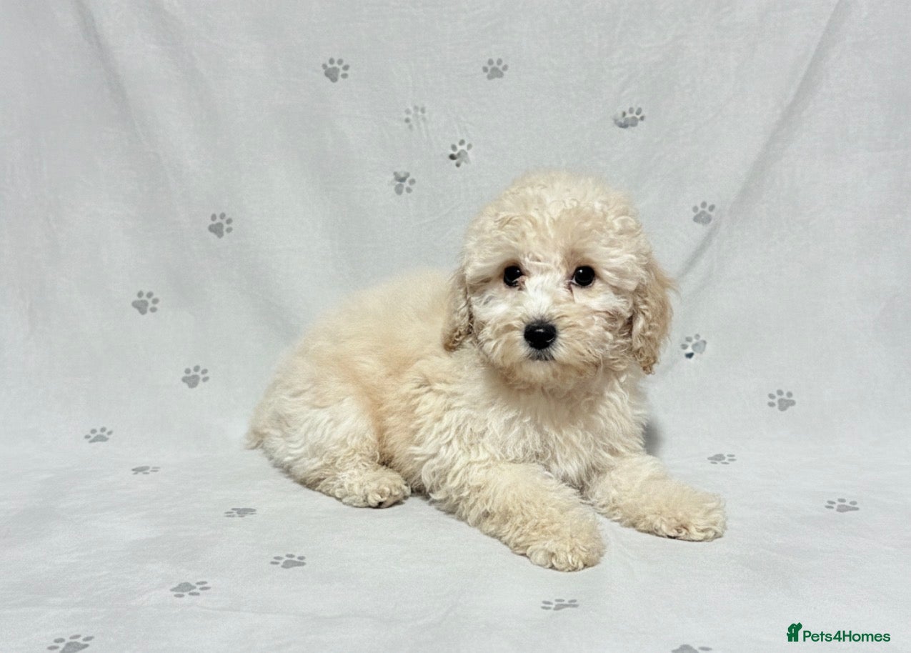 Cockapoo dogs Child friendly cockapoo puppies  - Advert 3