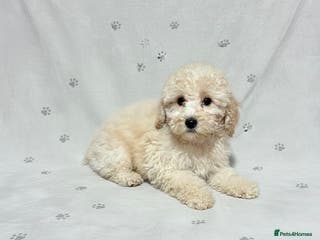 Cockapoo dogs Child friendly cockapoo puppies - Advert 3