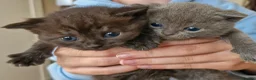 Mixed Breed cats for sale: Half british short hair kittens  - Advert 4