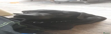 Big puppy 1