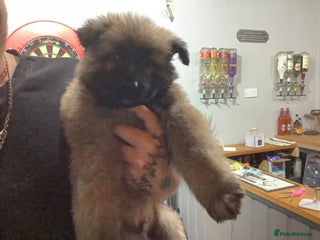 German Shepherd dogs German shepherds READY NOW - Advert 2