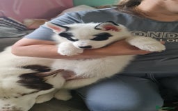 Siberian Husky dogs for sale: Siberian Husky for sale - Image 10