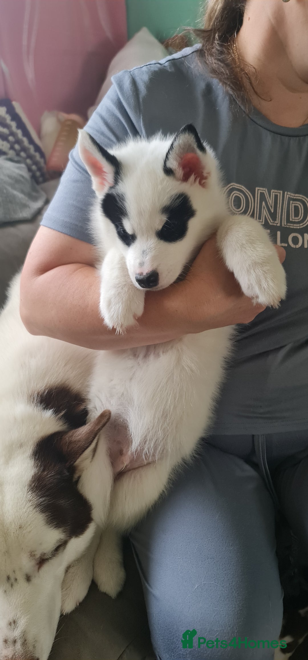 Siberian Husky dogs for sale: Siberian Husky for sale - Image 10