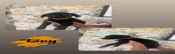 Labrador Retriever dogs for sale: 🐾💙 HANDSOME  LABRADOR RETRIEVER BOYS 💙🐾 in Holywell - Advert 2