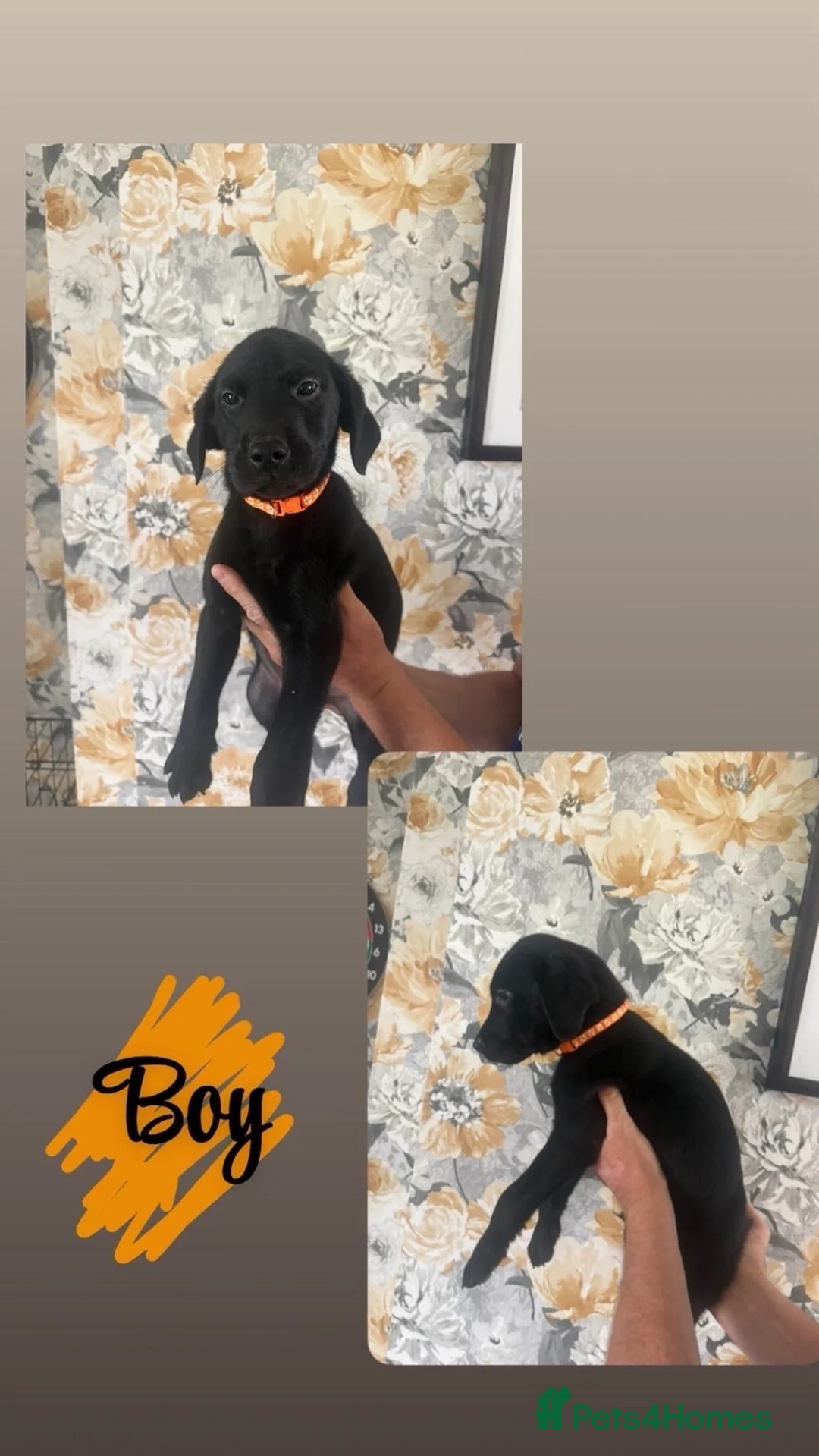 Labrador Retriever dogs for sale: 🐾💙 HANDSOME  LABRADOR RETRIEVER BOYS 💙🐾 in Holywell - Advert 2