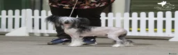 Chinese Crested dogs for sale: ✨ Planned Chinese Crested Litter – Summer 2026 ✨ - Advert 5