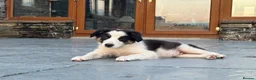 Border Collie dogs for sale: Beautiful Welsh Border Collie Puppies in Brecon - Advert 22