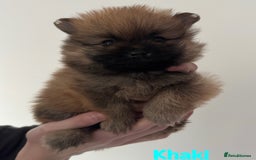Pomeranian dogs for sale: 6 Pomeranian cherubs - Image 4