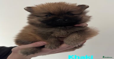 Pomeranian dogs - Advert 2