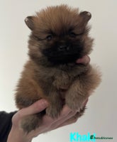 Pomeranian dogs - Advert 10