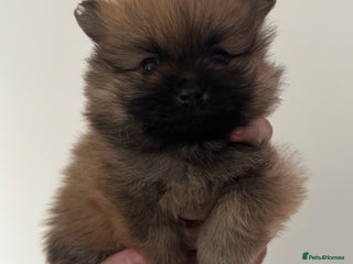 Pomeranian dogs - Advert 6