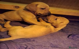 Mixed Breed dogs for sale: Vizla Labrador Puppies - Image 18
