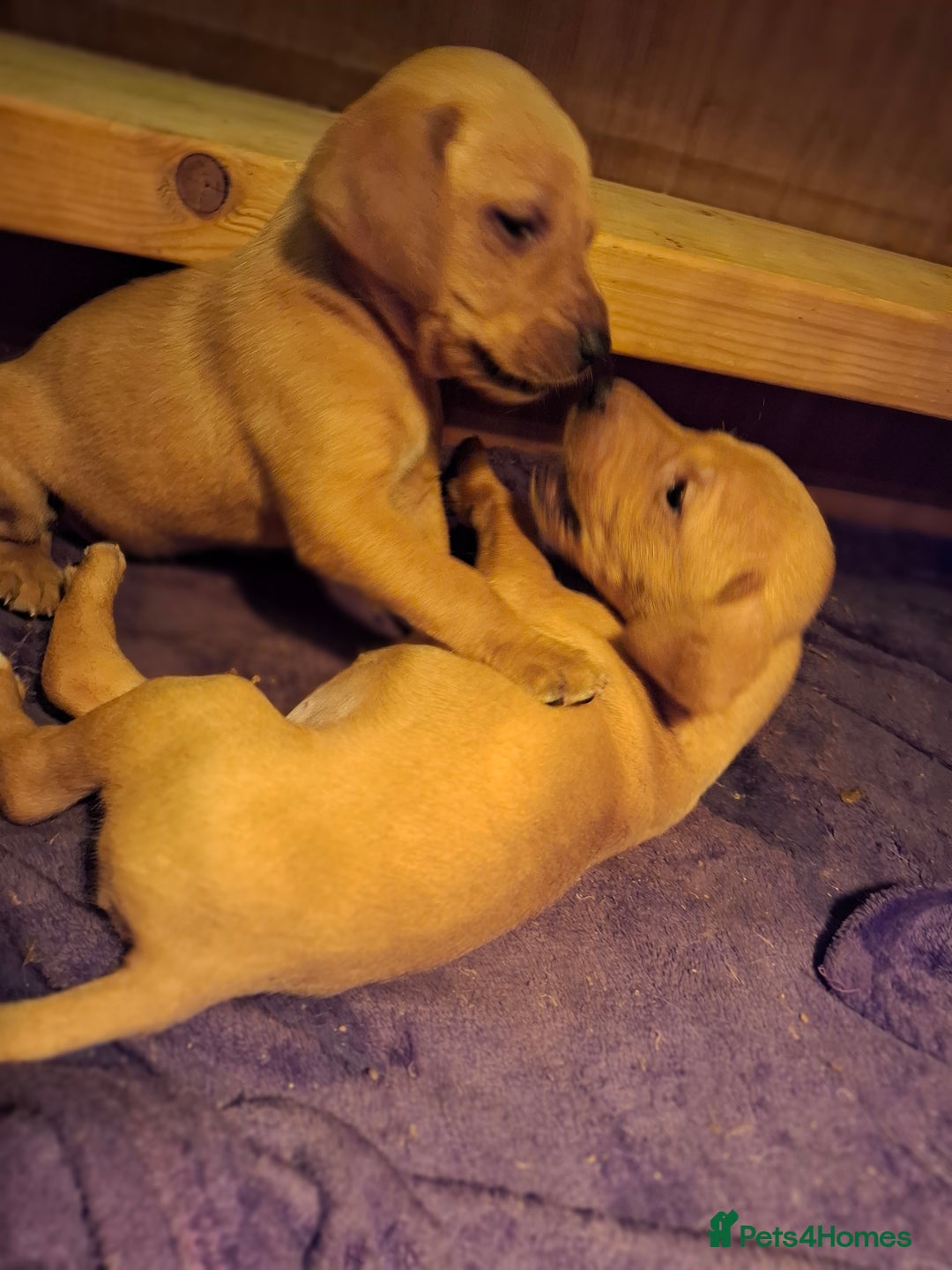 Mixed Breed dogs for sale: Vizla Labrador Puppies - Image 18