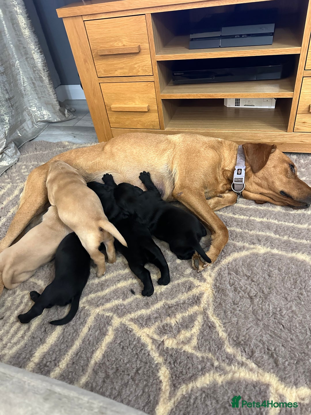 Labrador Retriever dogs for sale: Ready to leave! Beautiful KC Fox Red Labrador Girl - Image 21