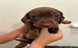 Dachshund dogs for sale: 5 stunning Dachshund puppies - Image 6