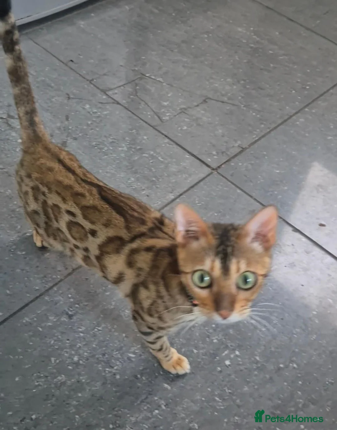 Bengal cats for sale: Bengal brown female  - Advert 3