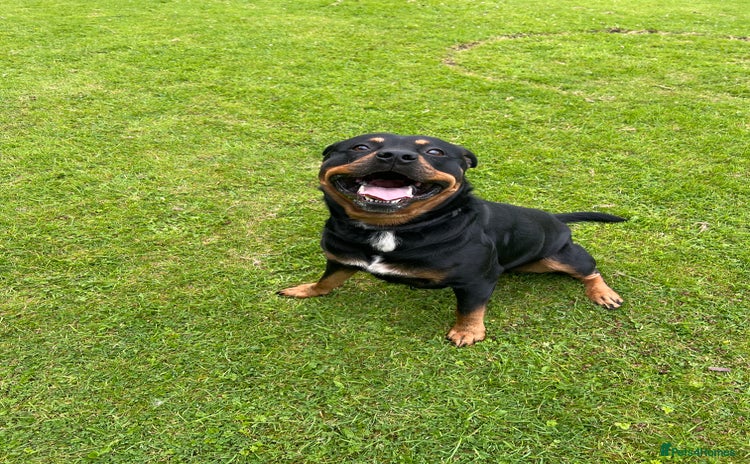Rottweiler dogs - Advert 1