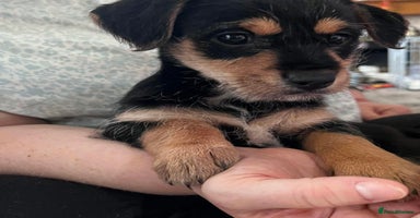 Mixed Breed dogs - Advert 3
