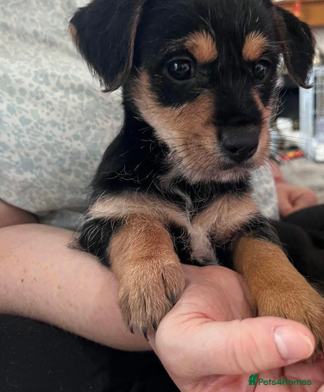 Mixed Breed dogs for sale: Single jack Russel female remaining  - Image 3