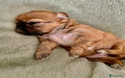 Shih Tzu dogs for sale: Adorable Imperial Shih Tzu Puppies - Image 15
