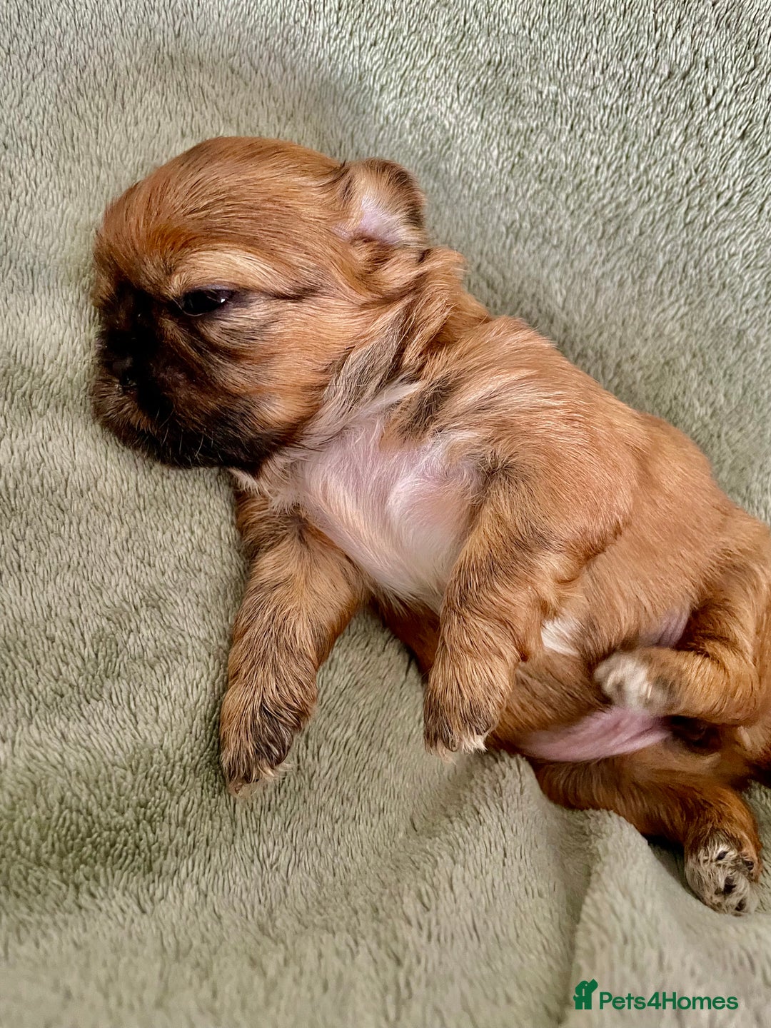 Shih Tzu dogs for sale: Adorable Imperial Shih Tzu Puppies - Image 15