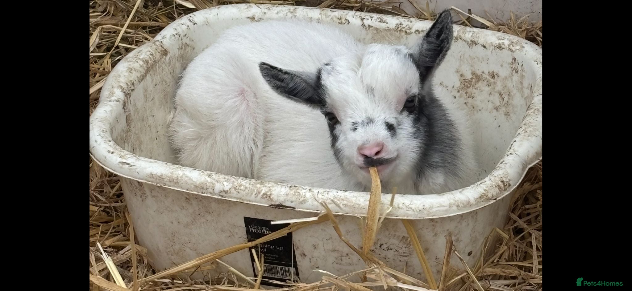 Goats livestock Small pygmy goat - Advert 1