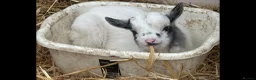 Goats livestock for sale: Small pygmy goats  - Advert 3
