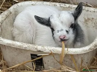 Goats livestock Small pygmy goat - Advert 5