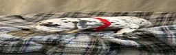 Dalmatian dogs for sale: Dalmatian puppies  in Okehampton - Advert 17