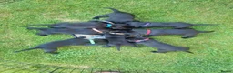 Labrador Retriever dogs for sale: Beautiful litter of 8 Black Labrador puppies  - Advert 13