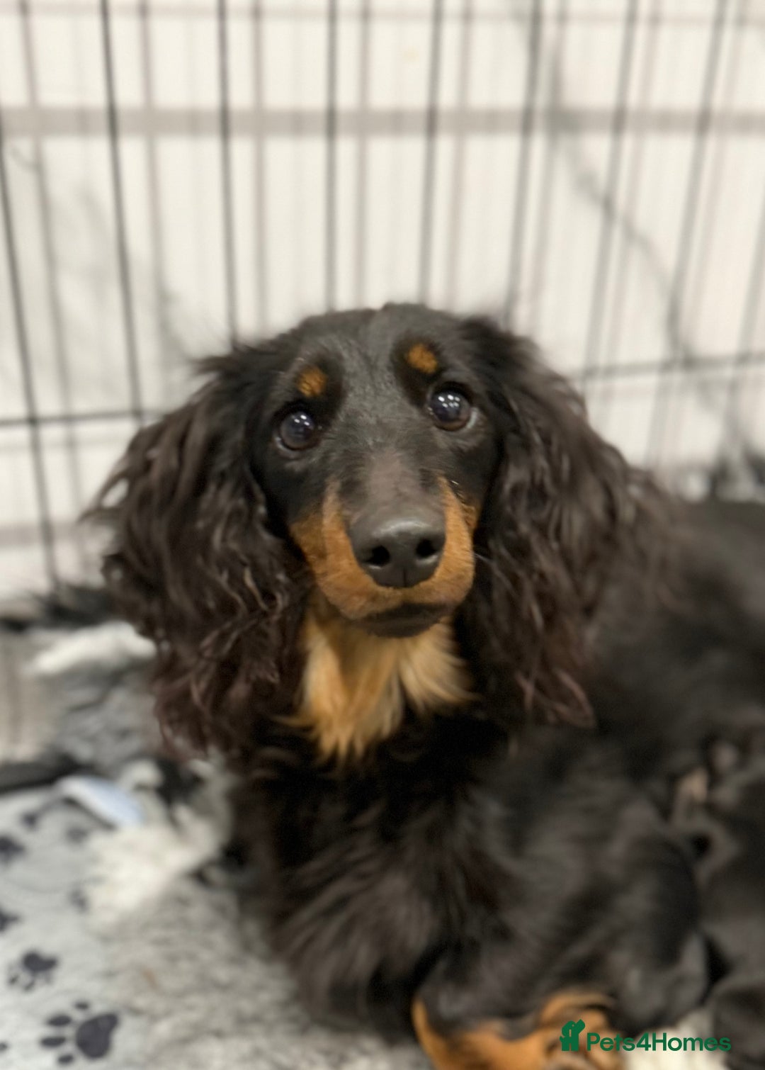 Miniature Dachshund dogs for sale: miniature longhaired dachshund's - Advert 7