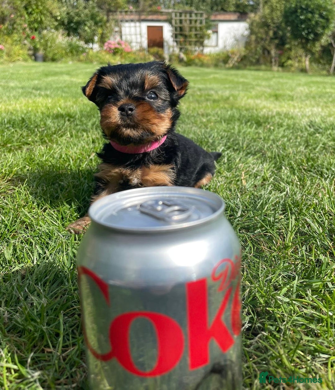 Yorkshire Terrier dogs for sale: One Yorkie left!! Kc registered  - Advert 6