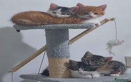Mixed Breed cats for sale: Kittens - Image 1