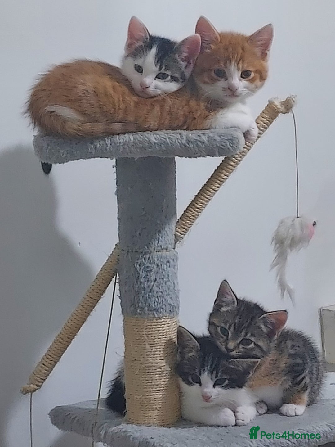 Mixed Breed cats for sale: Kittens - Image 1
