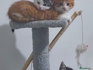 Mixed Breed cats - Advert 36