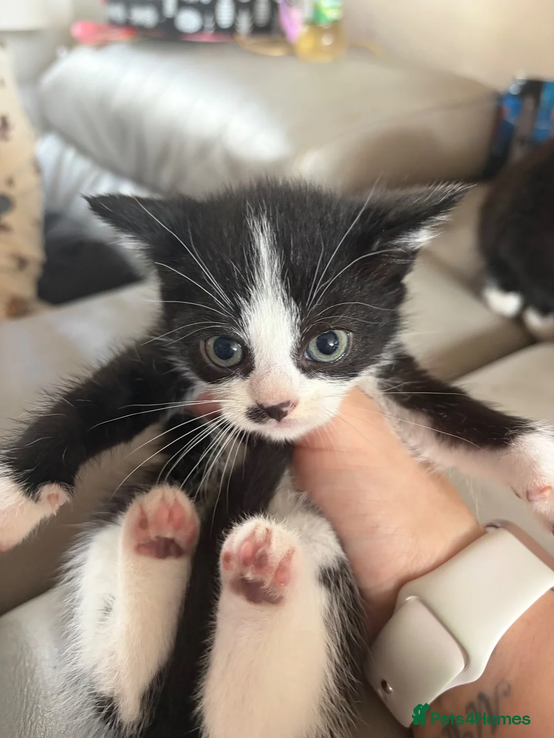 Mixed Breed cats for sale: Kittens  - Advert 2