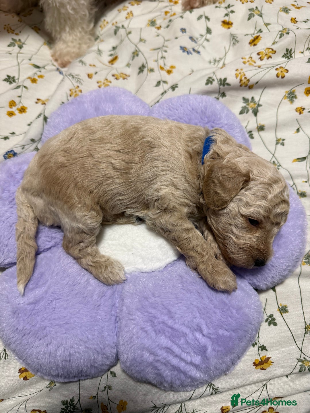Cavapoo dogs for sale: 4 Beautiful f1b Cavapoo Puppies  - Advert 18
