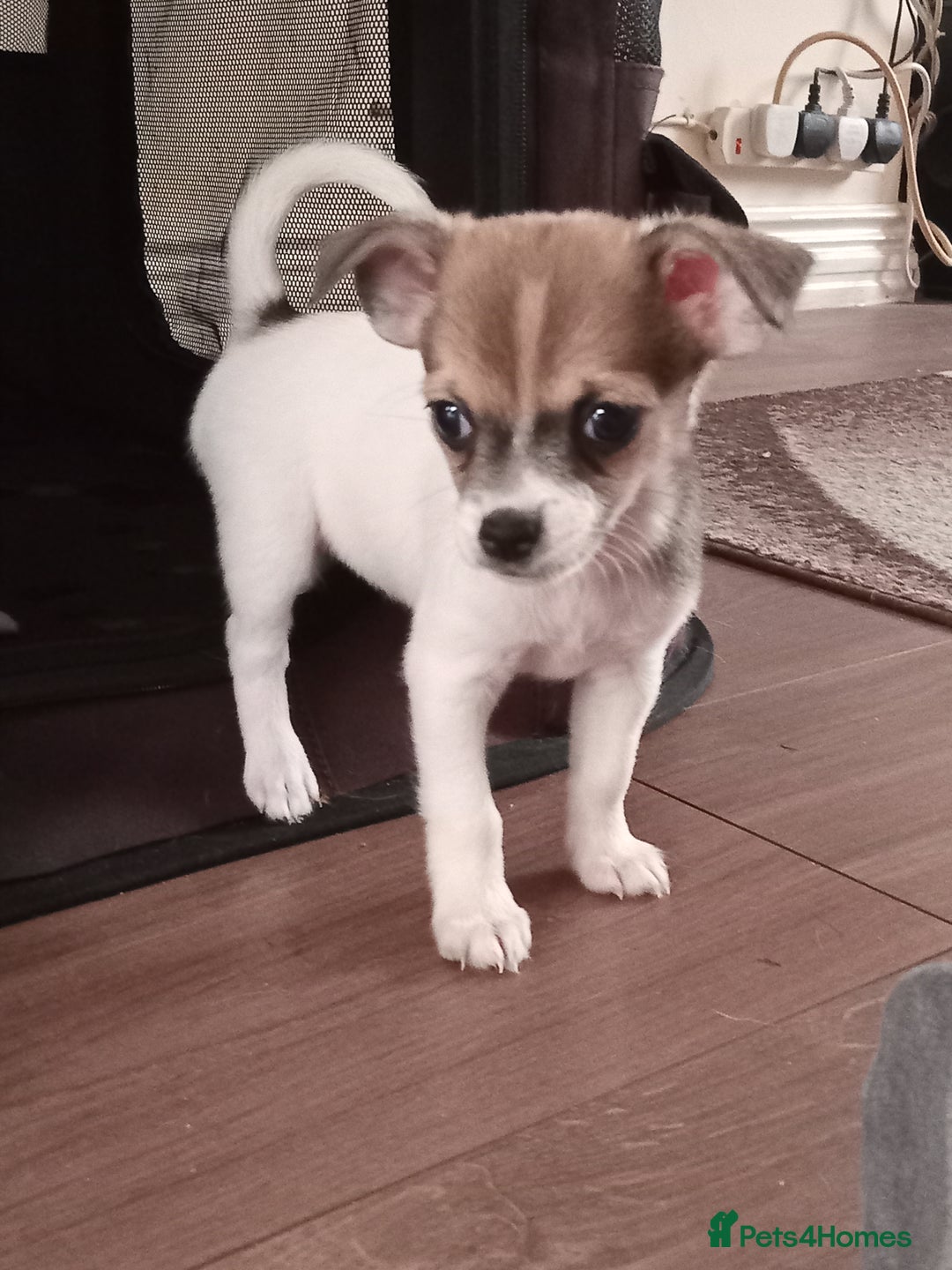Jack Russell dogs for sale: Jack x chihuahua pups READY TO LEAVE  - Image 1