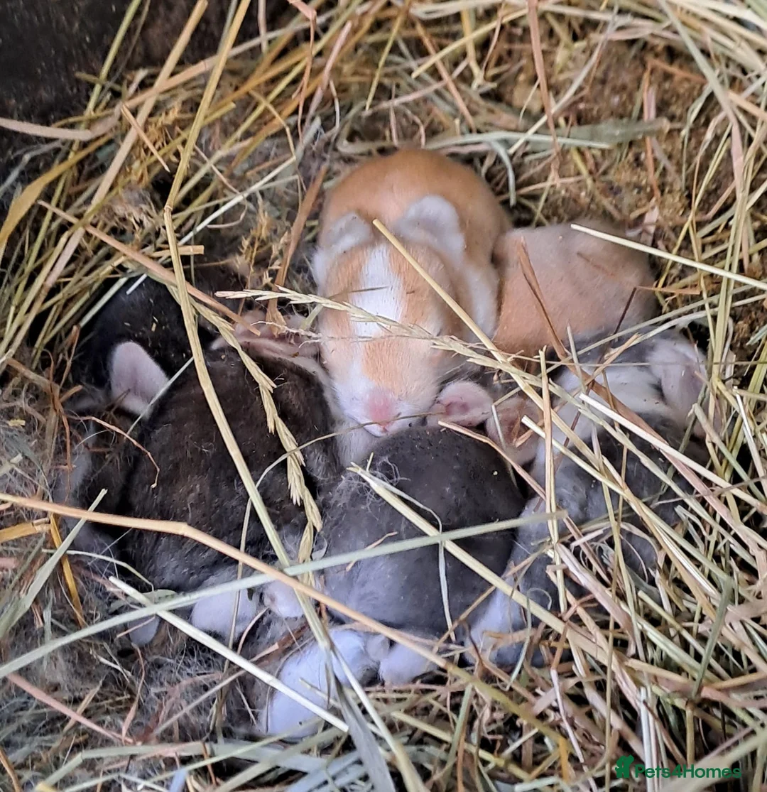 Continental Giant rabbits for sale: Pure Continental Giants - White Eared - RESERVE  - Advert 1