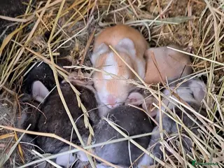 Continental Giant rabbits Pure Continental Giants - White Eared - RESERVE - Advert 4