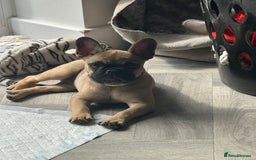 French Bulldog dogs for sale: Frenchie female 4 & half months old - Image 2