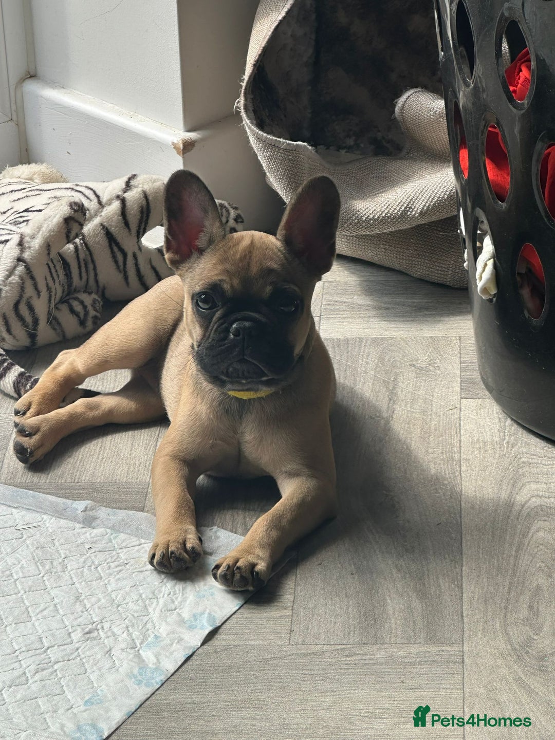 French Bulldog dogs for sale: Frenchie female 4 & half months old - Image 2