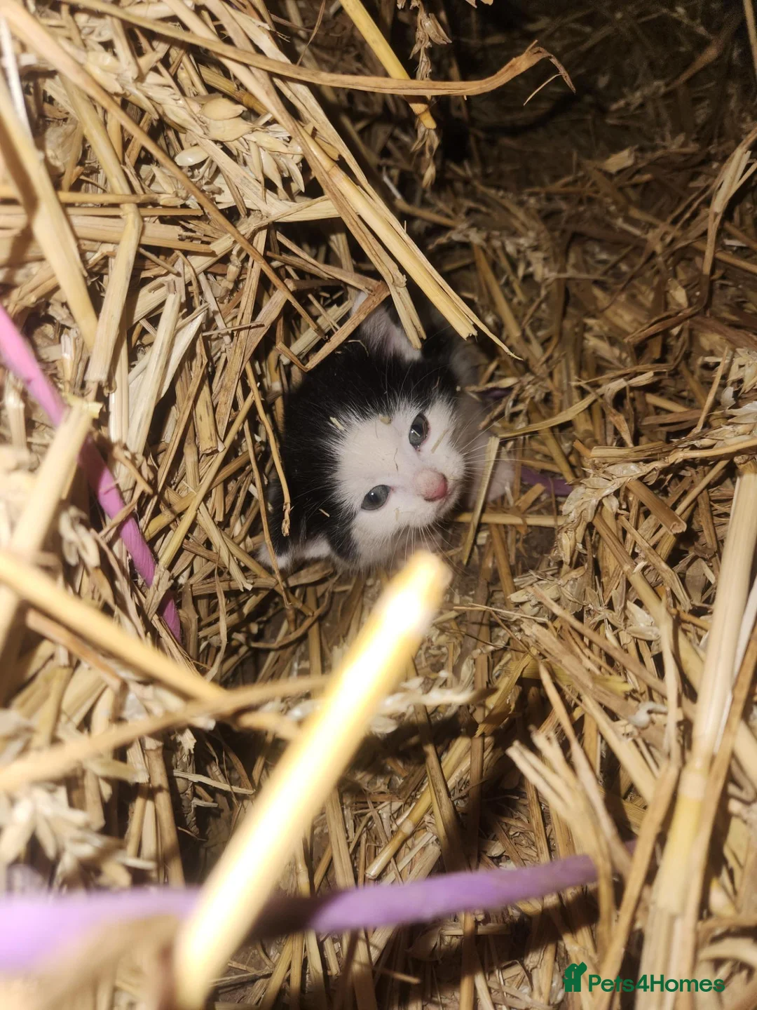 Mixed Breed cats for sale: Farm cats , as seen  in Brecon - Advert 5