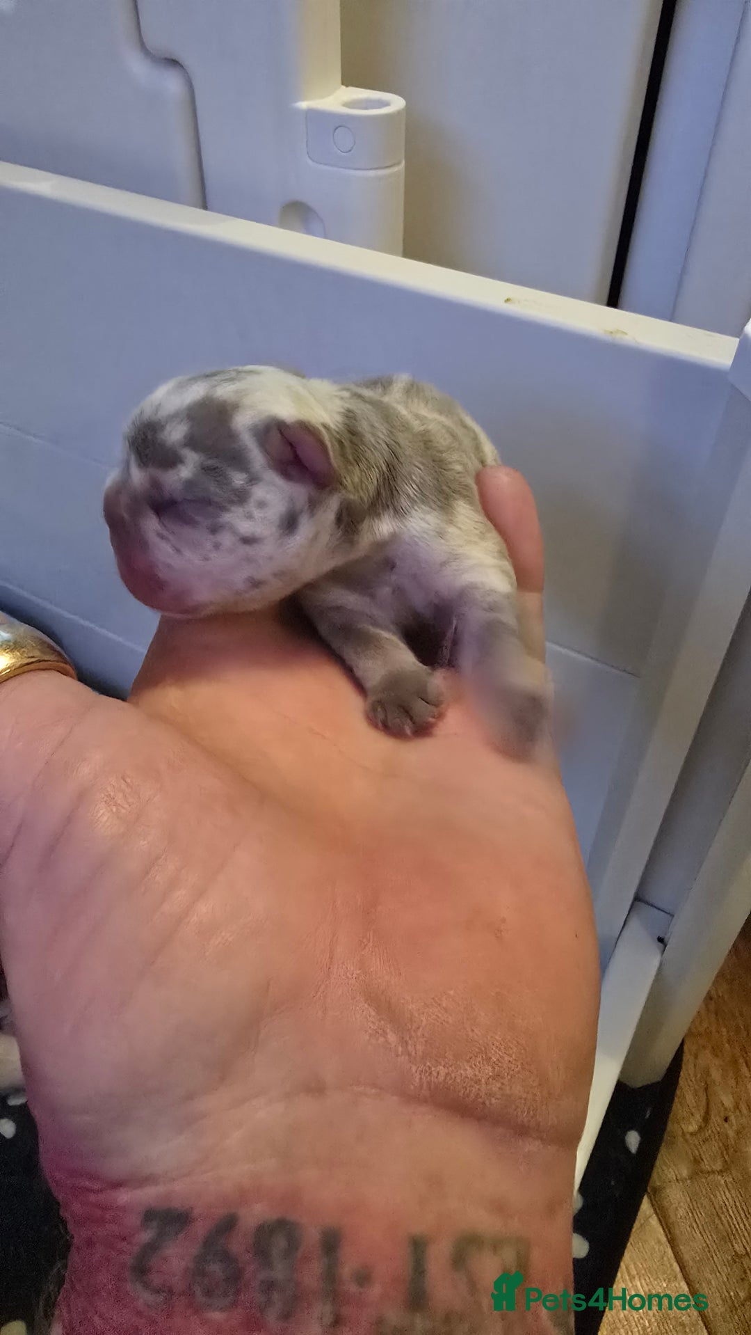 French Bulldog dogs for sale: FRENCH BULLDOG ** - Image 10